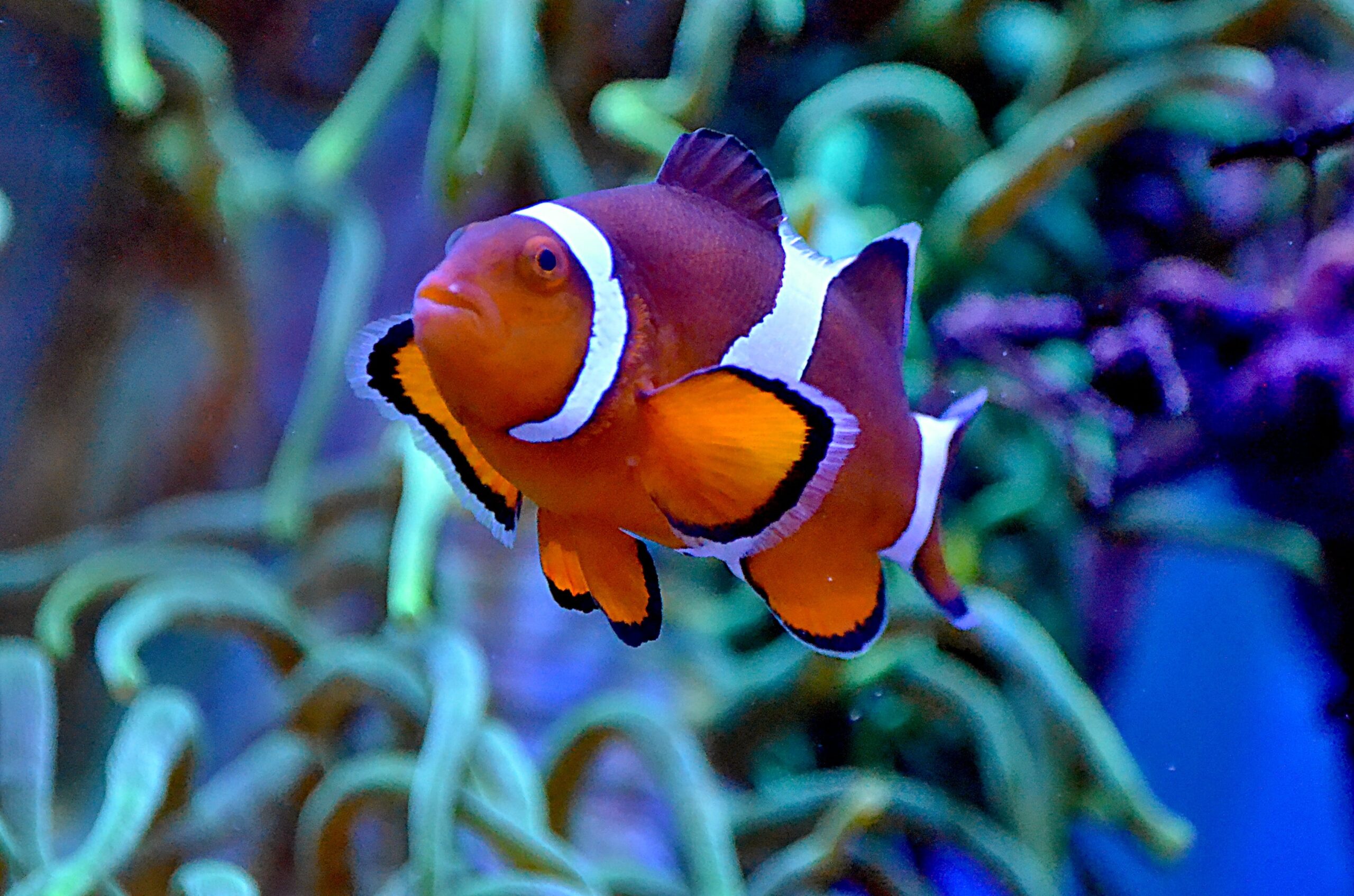 Saltwater fish tanks are a captivating way to bring the beauty and wonder of the ocean into your home. Even if you have limited space, you can still create a stunning small saltwater fish tank that will be enjoyable and relaxing. In this article, we'll walk you through setting up and maintaining a small saltwater fish tank, covering everything from tank selection to water quality and a list of suitable fish species. Following these steps, you can transform a small corner of your home into a mesmerizing underwater world.